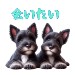 [LINEスタンプ] スコティッシュテリアベビーの日常