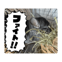 [LINEスタンプ] チンチラ日常スタンプ fetchpriority=high