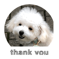 [LINEスタンプ] 白いふわふわの犬D