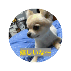 [LINEスタンプ] アエラのスタンプ 