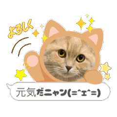 [LINEスタンプ] 春夏秋冬タロウちゃん 