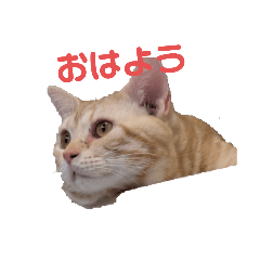 [LINEスタンプ] うちのルイちゃん