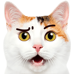 [LINEスタンプ] 猫の顔写真❤️楽しく使える日常会話