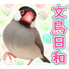 [LINEスタンプ] 文鳥日和。