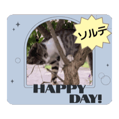 [LINEスタンプ] 動くソルテときなこ 
