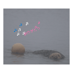 [LINEスタンプ] 野生ラッコ挨拶 