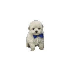 [LINEスタンプ] 動く白くてふわふわの犬D 