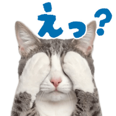 [LINEスタンプ] 動く！踊る猫にゃんとも！リアル(日常) 