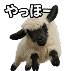 [LINEスタンプ] ヴァレーブラックノーズシープ1