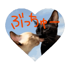 [LINEスタンプ] お酒とネコ好きな日常会話60