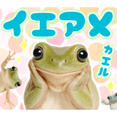 [LINEスタンプ] イエアメガル無双