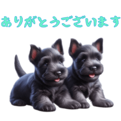 [LINEスタンプ] [ありがとう専用]スコティッシュテリアベビ