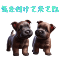 [LINEスタンプ] [気を付けて来てね]スコティッシュテリア
