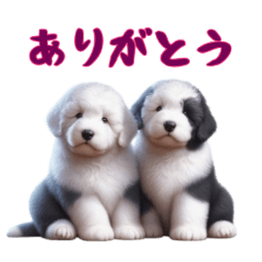 [LINEスタンプ] [ありがとう]イングリッシュシープドッグ