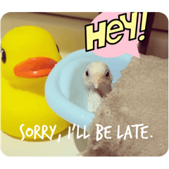 [LINEスタンプ] ヒメウズラの一日