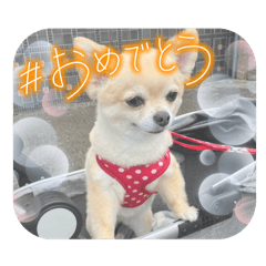 [LINEスタンプ] アエラ、ロングコートチワワのスタンプ