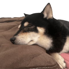 [LINEスタンプ] いくらとそら