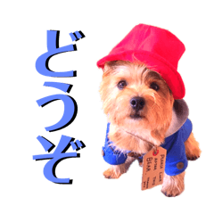 [LINEスタンプ] ノーリッチテリアのサンサク