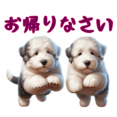 [LINEスタンプ] [お帰りなさい]イングリッシュシープドッグ
