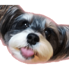 [LINEスタンプ] 愛犬シュナウザーのまぁしゅ (文字無 Ver.)