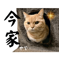 [LINEスタンプ] スコティッシュゆきちさん！