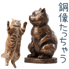 [LINEスタンプ] 煽る実写ネコ【面白い・煽り】