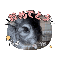 [LINEスタンプ] チンチラ動くスタンプ 