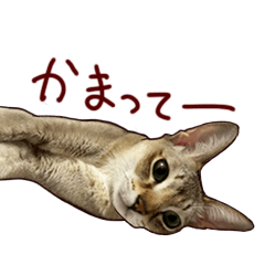[LINEスタンプ] シンガプーラのラウ