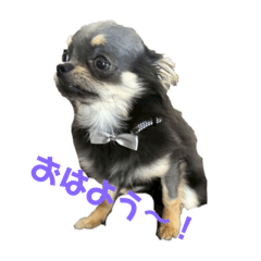 [LINEスタンプ] ラテくん チワワ