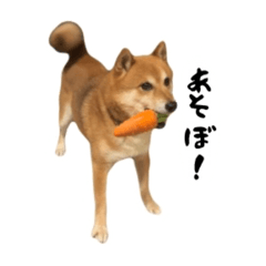[LINEスタンプ] 豆柴こむぎ。