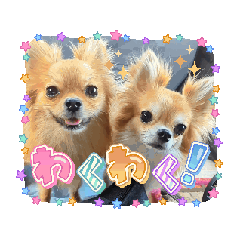 [LINEスタンプ] わんこの日常dog's daily life 