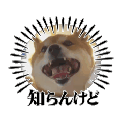[LINEスタンプ] 動くこむぎ。 