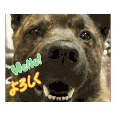 [LINEスタンプ] どうも。甲斐犬です♡ 