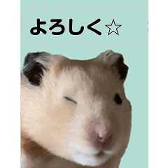 [LINEスタンプ] フレンズ 証明写真スタンプ メッセージ