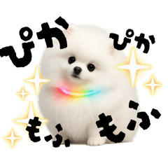 [LINEスタンプ] 光るポメラニアン