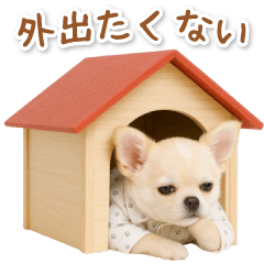 [LINEスタンプ] ネガティブな癒し白チワワ