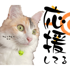 [LINEスタンプ] いりこのスタンプ キャリコと3