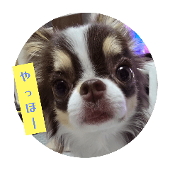 [LINEスタンプ] チワワ4兄妹(ネオ・ピノ・イオ・のい)⑥