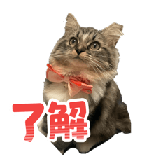 [LINEスタンプ] こむぎちゃんのねこちゃんスタンプ