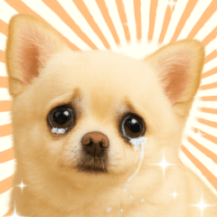 [LINEスタンプ] 我が家の愛犬(幻覚)