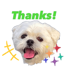 [LINEスタンプ] うちのマルペキ 日常使い