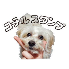 [LINEスタンプ] マルプーのコチル