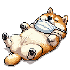 [LINEスタンプ] 風邪ひき太っちょ柴犬 体調不良の時に