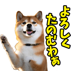 [LINEスタンプ] 大分弁☆柴犬