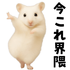 [LINEスタンプ] 踊る！今これゴールデンハムスター