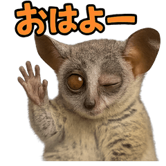 [LINEスタンプ] ハッピーアニマル_ガラゴ1