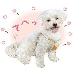 [LINEスタンプ] ほんわかマルプー