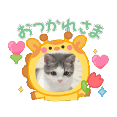 [LINEスタンプ] ラテちゃんの可愛いスタンプ 