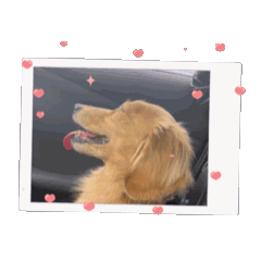 [LINEスタンプ] 動くレオくんスタンプ 