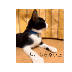 [LINEスタンプ] 3姉妹猫のスタンプ 